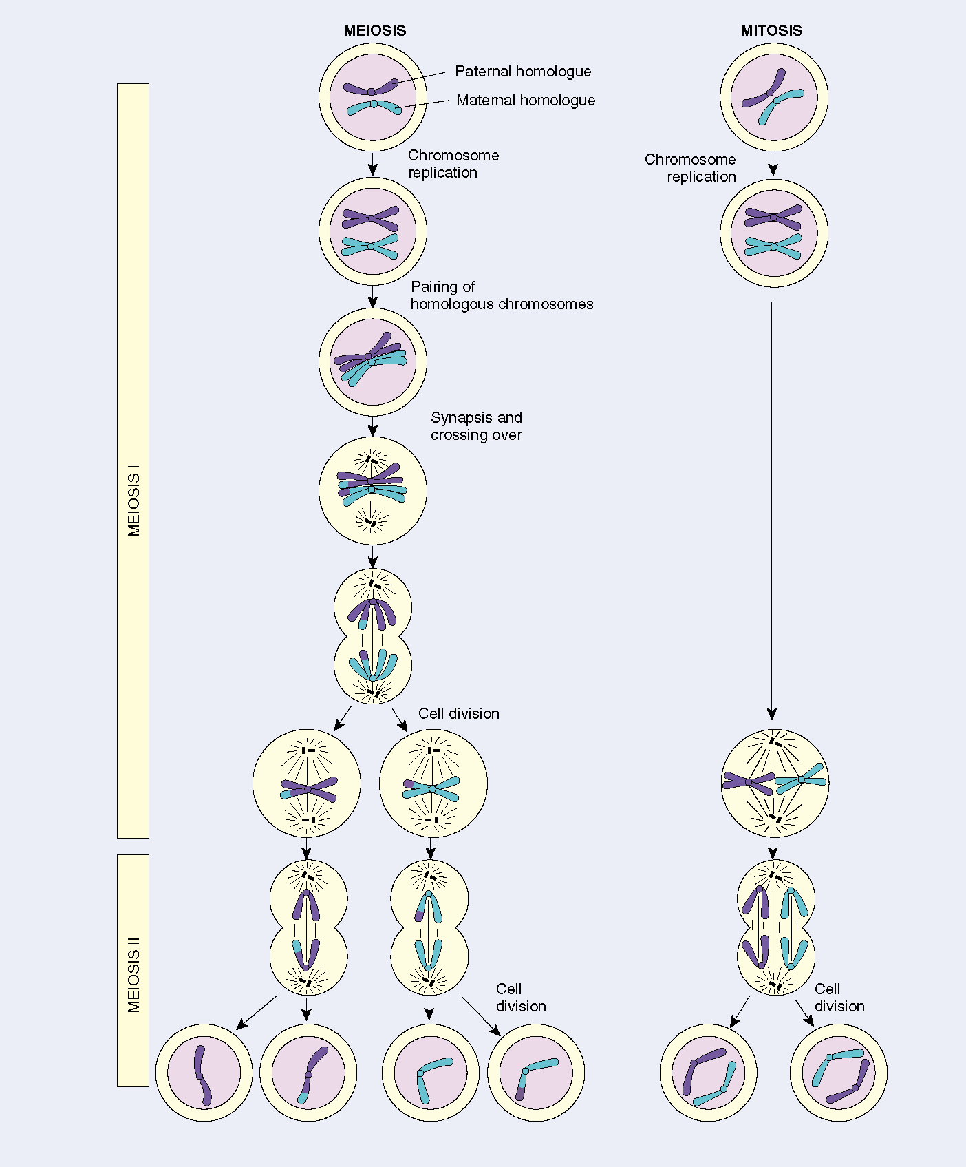 Mitosis - Biology Upstem Academy